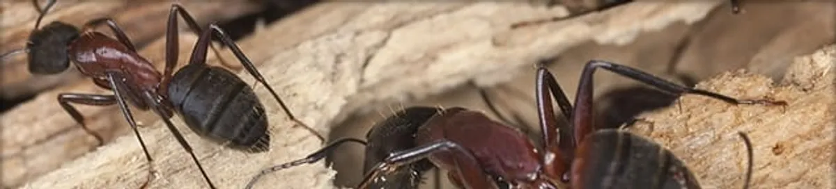 Close-up of ants on wood showing an active ant infestation in Peoria, IL