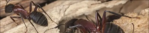 Close-up of ants on wood showing an active ant infestation in Peoria, IL
