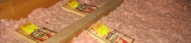 Mouse traps placed in an attic for rodent control in Peoria, IL