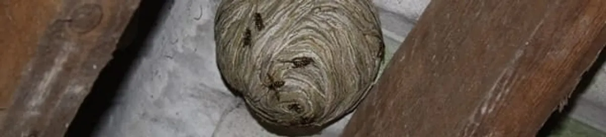 Wasp nest in an attic space, a common home infestation risk in Peoria, IL