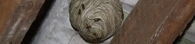 Wasp nest in an attic space, a common home infestation risk in Peoria, IL