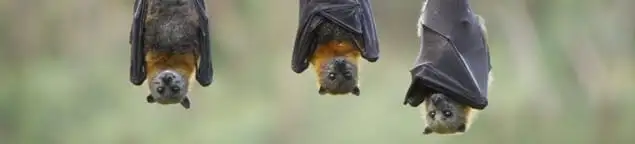 Bats roosting together, a common sign of a bat infestation in Peoria, IL