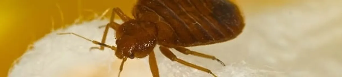 Close-up of a bed bug, a sign of an active infestation in Peoria, IL