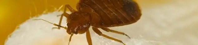 Close-up of a bed bug, a sign of an active infestation in Peoria, IL