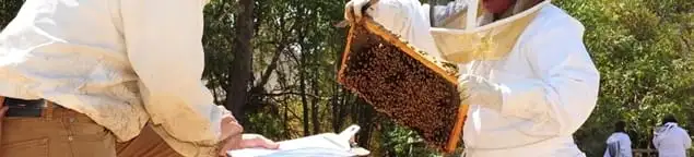 Bee removal specialists relocating a hive and honeycomb safely in Peoria, IL