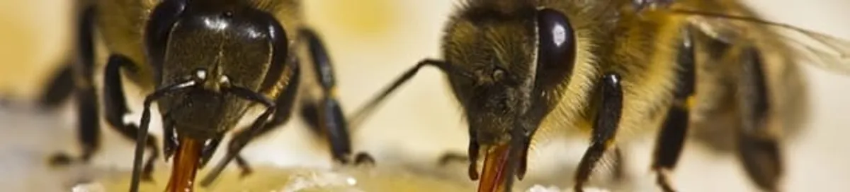 Close-up of honey bees, a sign of a nearby hive in Peoria, IL