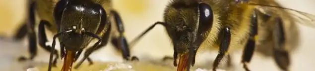 Close-up of honey bees, a sign of a nearby hive in Peoria, IL