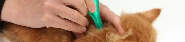 Flea treatment for pets using a flea comb, a sign of flea problems in Peoria, IL