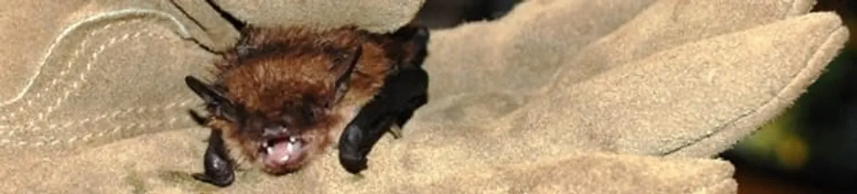 Bat removal specialist holding a bat safely during humane exclusion in Peoria, IL