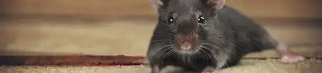 Mouse indoors, a common sign of a rodent infestation in Peoria, IL
