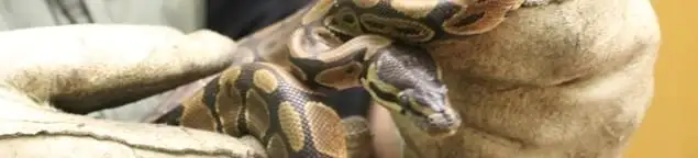 Snake removal specialist safely handling a snake with protective gloves in Peoria, IL