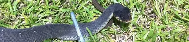Snake in a yard, a common sign of a snake problem near a home in Peoria, IL