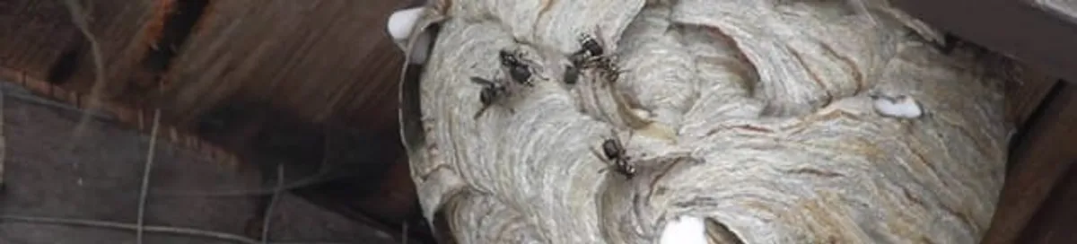 Close-up of a wasp nest with active wasps, a sign of an infestation in Peoria, IL