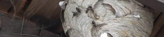 Close-up of a wasp nest with active wasps, a sign of an infestation in Peoria, IL